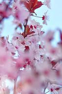 Close-up of the beautiful, blossoming, pink, purple and red flowers on the branches