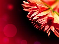 Flower Blossom banner drawing