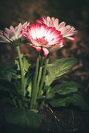 splendid Gerbera Flowers