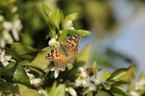 Butterfly Insect Vanessa