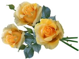 enchanting Rose Yellow Flowers on white background