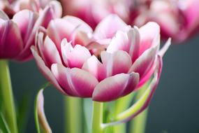 unusually beautiful Spring Flowers Pink
