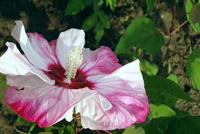Hibiscus, wide open white and pink Flower close up