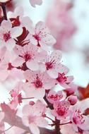 Pink Spring Flowers twig