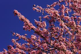 pink ornamental cherry Blossoms at blue sky