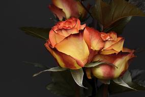 orange and yellow roses on the black background