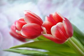 closeup photo of a pink bouquet of tulips on a light background