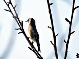 Close-up of the colorful, beautiful and cute goldfinch bird on the branch, in the autumn