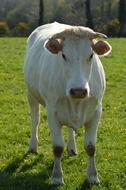 photo of a white cow in a summer pasture