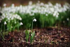 Snowdrops, White spring Flowers in wild