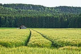 Field and Hut in front of Forest