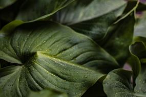 water droplets on dark green leaves