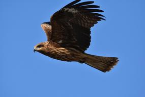 incredible Sky Bird Wild