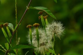 Beautiful, white and brown dandelion flowers with seeds, on the meadow, at blurred background