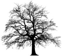 black silhouette of bare tree