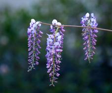 Close-up of the beautiful, blossoming, purple and blue wisteria flowers on the branch in spring