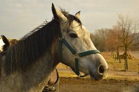 portrait of a horse among nature in autumn