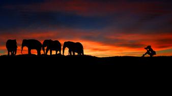 Photographer and Elephants at Sunset, digital art