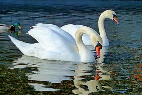 attractive Swan Water