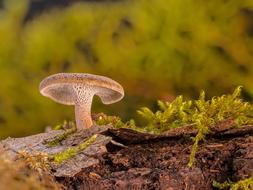 Mushroom Dead