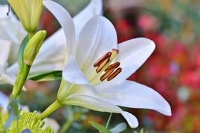 incredible white Lily Blossom