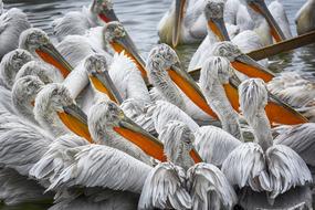flock of pelicans