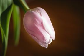 pink tulip close up on blurred background