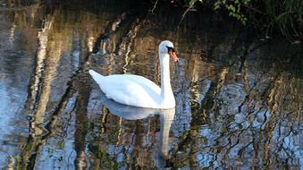 Swan on calm Water