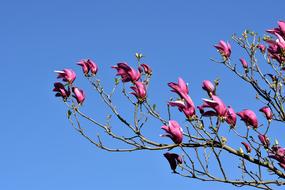 purple spring magnolia against blue sky