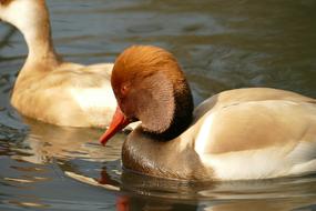 Duck Red Crested