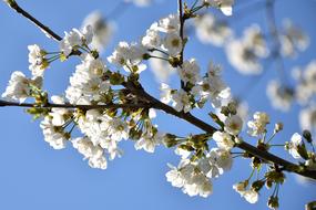 White Flowers Branches