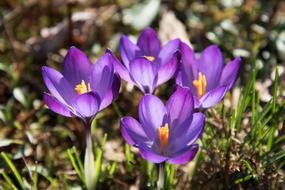 violet crocuses