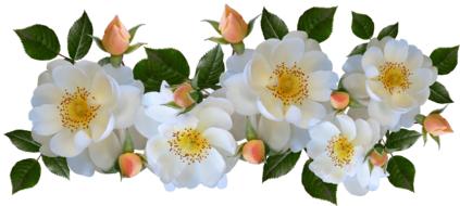 enchanting Roses White Perfume