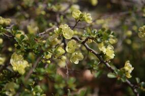 splendid Flowers Plants