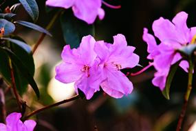 Azalea Flower close-up on blurred background