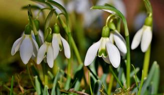 drooping white snowdrop buds
