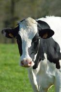 black and white cow on a green field
