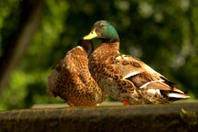 attractive Ducks Mallard