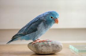 Beautiful and cute, blue parrotlet on the stone, near the glass