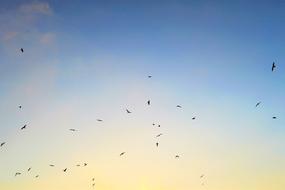 seagulls in the evening sky