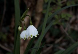 Spring Snowflake, Leucojum vernum