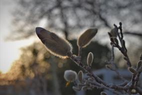 Magnolia buds in Back lighting Close Up