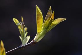 enchanting Macro Spring