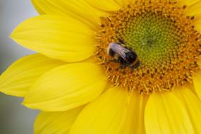 Bee on Flower Sunflower