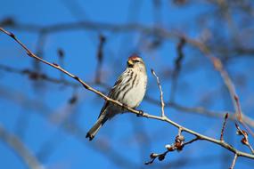 Close-up of the colorful and beautiful, cute Common Redpoll bird on the colorful branch, at blue sky on background