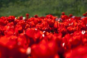 lot of red Tulips at Spring
