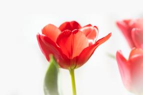 photo of red tulips on a white background