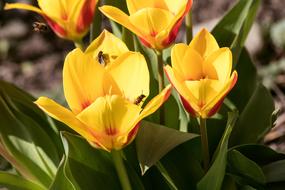 yellow Tulips on Flower bed