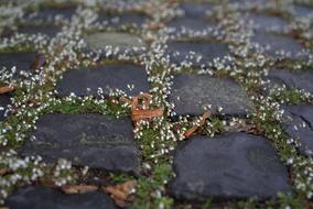 White flowering moss on the pavement