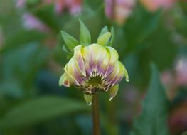 Dahlia Flower Bud